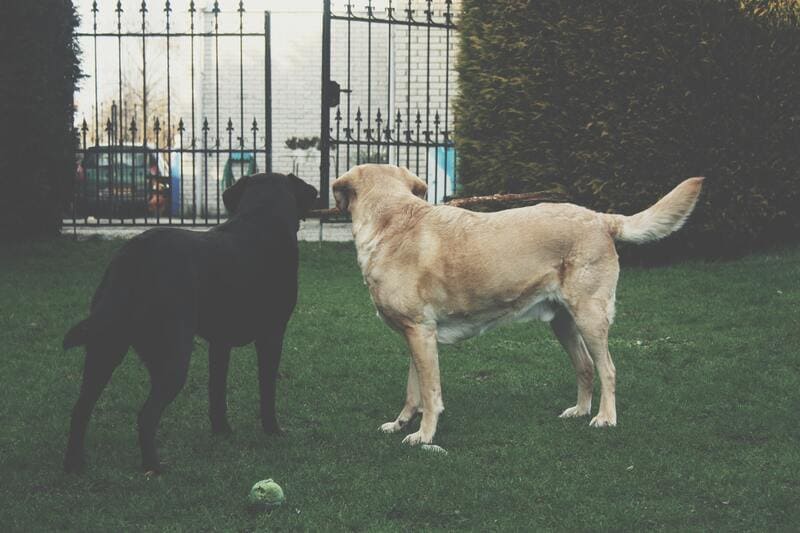 cani educati dietro il cancello