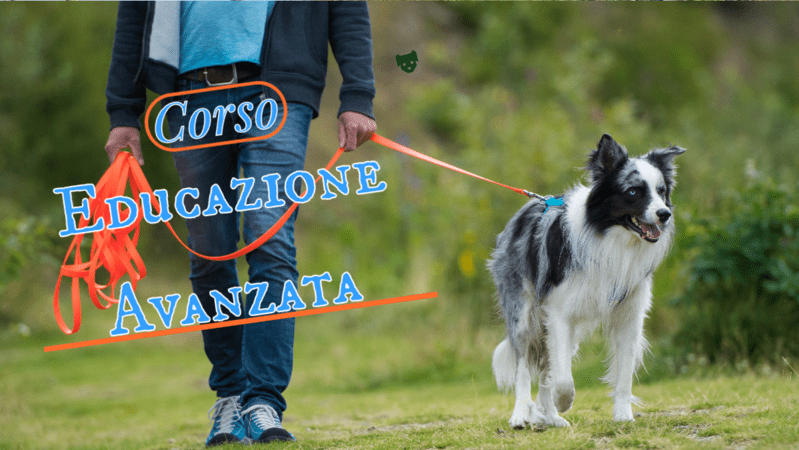 Educazione Avanzata